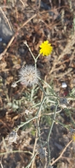 Launaea mucronata