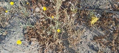 Launaea mucronata