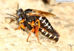 Palarus variegatus varius