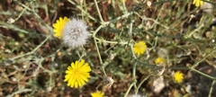 Launaea mucronata