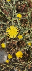 Launaea mucronata