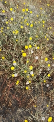 Launaea mucronata