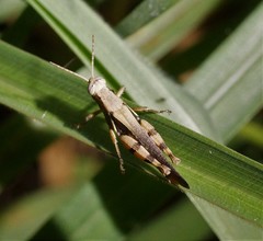 Stenocatantops angustifrons