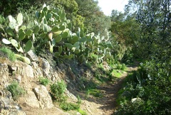 Opuntia ficus-indica