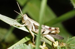 Stenocatantops angustifrons