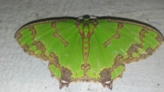 Agathia hemithearia