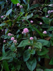 Persicaria capitata