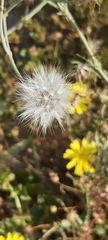 Launaea mucronata
