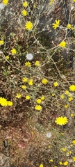 Launaea mucronata