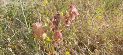 Rumex vesicarius