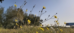 Launaea mucronata