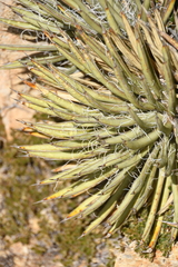 Agave schottii schottii