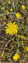 Launaea mucronata