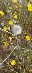 Launaea mucronata