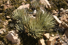 Agave schottii schottii