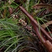Lomandra confertifolia rubiginosa - Photo 由 Sharon Pearson 所上傳的 (c) Sharon Pearson，保留部份權利CC BY-NC