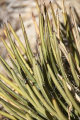 Agave schottii schottii