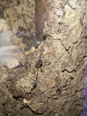 Holovonones compressus