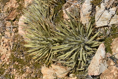Agave schottii schottii