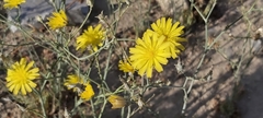 Launaea mucronata