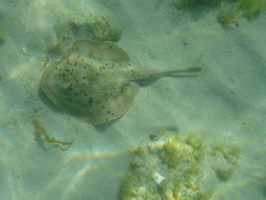 Urobatis maculatus