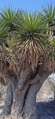 Yucca periculosa
