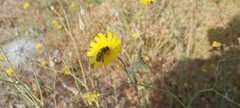Apis mellifera