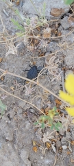 Adesmia