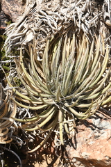 Agave schottii schottii