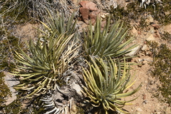 Agave schottii schottii