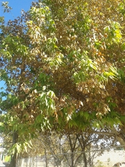 Platanus wrightii