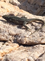 Uta stansburiana stansburiana