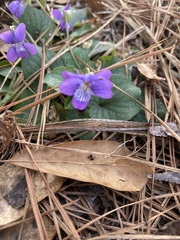 Viola villosa