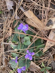 Viola villosa