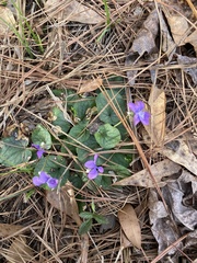 Viola villosa