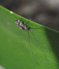Phymatus hetaera