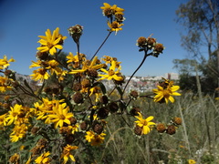 Aldama buddlejiformis