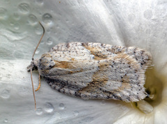 Acleris logiana