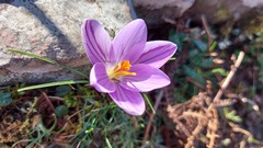 Crocus corsicus