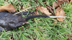 Hydromys chrysogaster