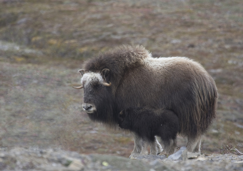 Muskox