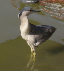 Nycticorax nycticorax