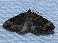 Epyaxa subidaria