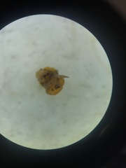 Arachnopeziza trabinelloides