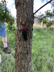 Stenaspis verticalis