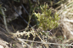 Pseudosedum longidentatum