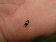 Glischrochilus grandis