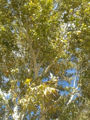 Platanus wrightii