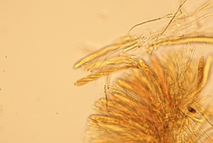 Arachnopeziza trabinelloides