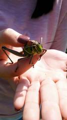 Brachystola behrensii